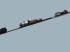 Rollwagen f�r 750mm Spurweite, bela im EEP-Shop kaufen