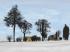 Winterb�ume und -b�sche im EEP-Shop kaufen