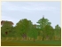 Laubb�ume im EEP-Shop kaufen