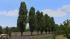 Pappeln und Stra�enb�ume im EEP-Shop kaufen