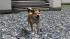 Hunde-Set - Akita Inu im EEP-Shop kaufen
