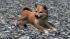 Hunde-Set - Akita Inu im EEP-Shop kaufen