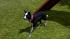 Hunde-Set - Border Collie im EEP-Shop kaufen