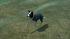 Hunde-Set - Border Collie im EEP-Shop kaufen