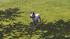 Hunde-Set - Bull Terrier im EEP-Shop kaufen
