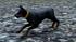Hunde-Set - Dobermann im EEP-Shop kaufen