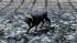 Hunde-Set - Dobermann im EEP-Shop kaufen