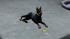Hunde-Set - Dobermann im EEP-Shop kaufen