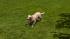 Hunde-Set - Golden Retriever im EEP-Shop kaufen