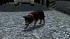 Hunde-Set - Husky im EEP-Shop kaufen