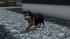 Hunde-Set - Husky im EEP-Shop kaufen