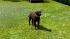 Hunde-Set - Labrador im EEP-Shop kaufen