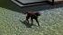 Hunde-Set - Labrador im EEP-Shop kaufen