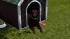 Hunde-Set - Labrador im EEP-Shop kaufen