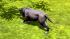 Hunde-Set - Pitbull im EEP-Shop kaufen