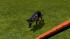 Hunde-Set - Deutscher Sch�ferhund im EEP-Shop kaufen