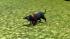 Hunde-Set - English Toy Terrier im EEP-Shop kaufen