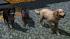 Hunde-Set - Sparset im EEP-Shop kaufen