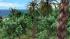 Tropical Set - Vegetation im EEP-Shop kaufen