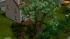 B�ume Set 1 im EEP-Shop kaufen