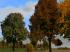 Herbstvegetation bunt im EEP-Shop kaufen