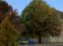 Herbstvegetation Set 2 im EEP-Shop kaufen