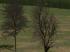 Laubb�ume - blattlos im EEP-Shop kaufen