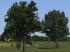 Birnb�ume, Weiden, Linden und B�sch im EEP-Shop kaufen