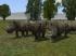 Nashorn Set im EEP-Shop kaufen