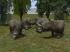Nashorn Set im EEP-Shop kaufen