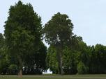 Sommerb�ume und -b�sche