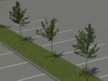 Jung- und Parkplatzb�ume