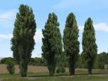 Pappeln und Stra�enb�ume