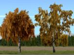 Herbstbirken