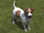 Hunde-Set - Jack Russel Terrie