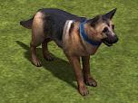 Hunde-Set - Deutscher Schäferh