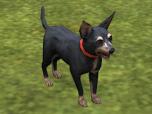 Hunde-Set - English Toy Terrie