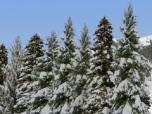 Winterliche Nadelb�ume