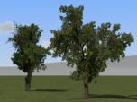 Obstb�ume alt