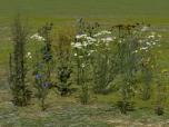 Krautpflanzen und Kornblumen