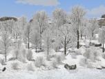 Winterliche Laubbäume und Büsc