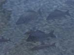Kinematisch animierte Fische u
