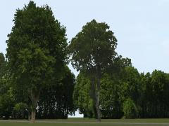 Sommerb&auml;ume und -b&uuml;sche (RE1433 )