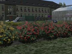 Blumendeko 02 Petunien, Kletterrosen, Feuerdorn (V10NMH30005 )