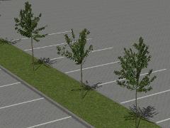 Jung- und Parkplatzb�ume