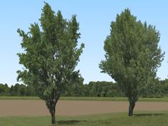 Sommerb�ume und Baumkulissen