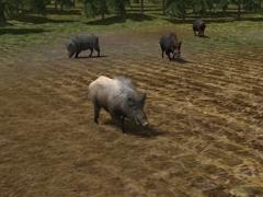 Kinematisch animierte Wildschweine f&uuml;r den Einsatz als Omegas und Rollmaterial (V11NSM20054 )