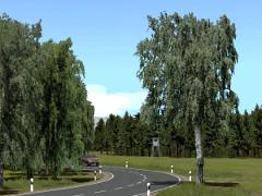 Birken (V13NRE10217 )