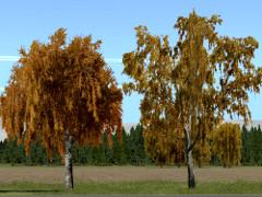 Herbstbirken (V13NRE10227 )
