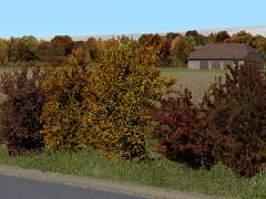 Herbstb&uuml;sche (V13NRE10228 )